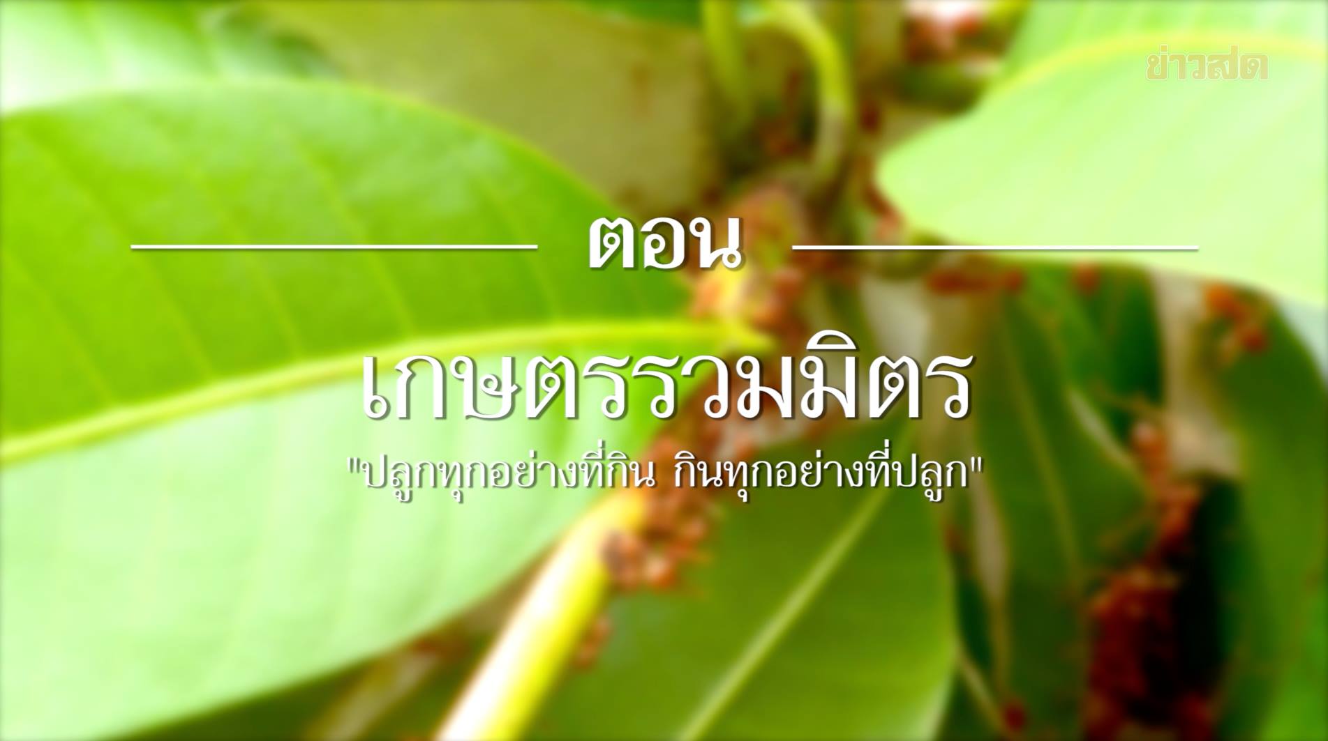 สารคดี “เสียงจากแผ่นดิน” ตอน 2 เกษตรรวมมิตร “ปลูกทุกอย่างที่กิน กินทุกอย่างที่ปลูก”