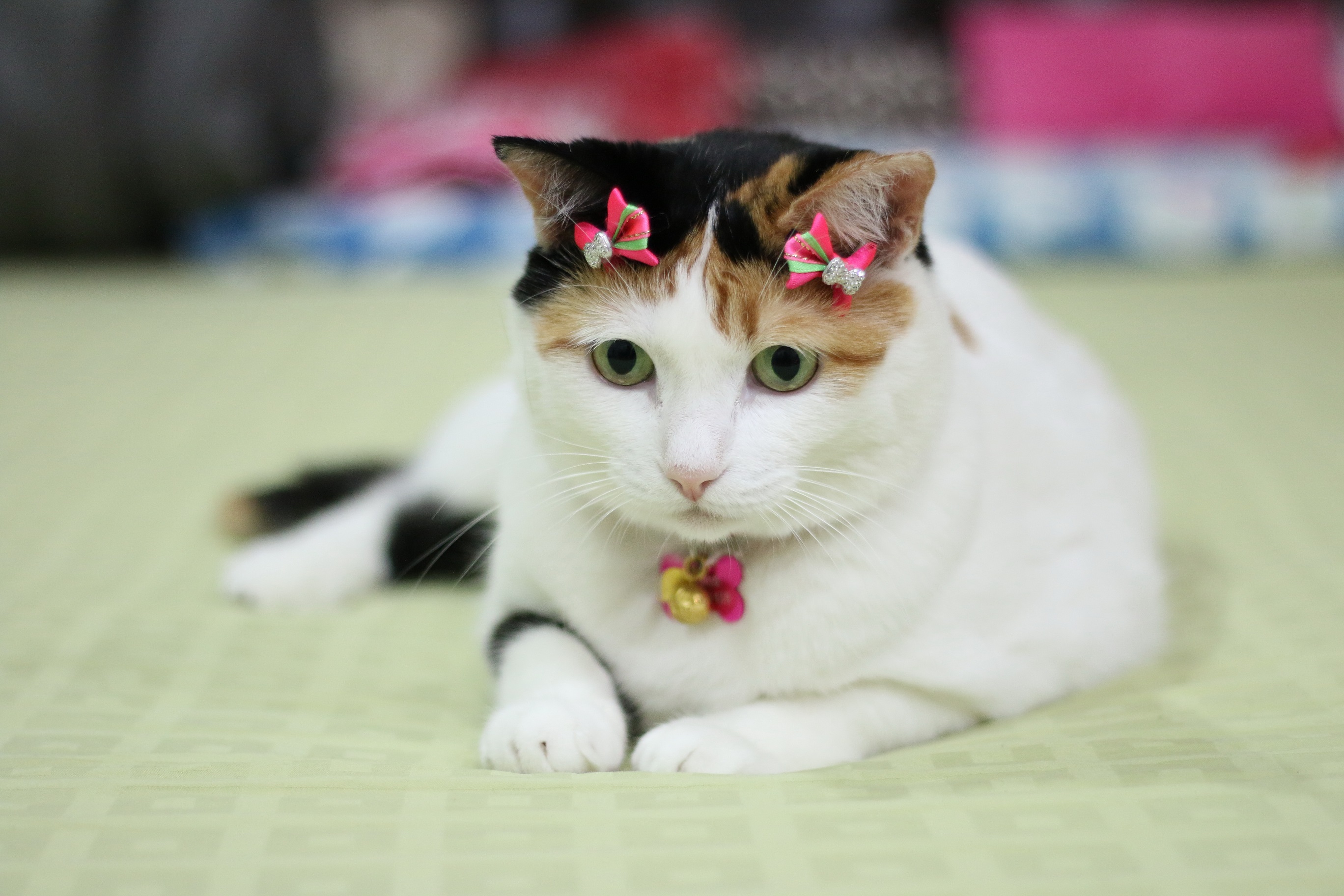 See Cat แมว" เอาใจคนรักเหมียว-