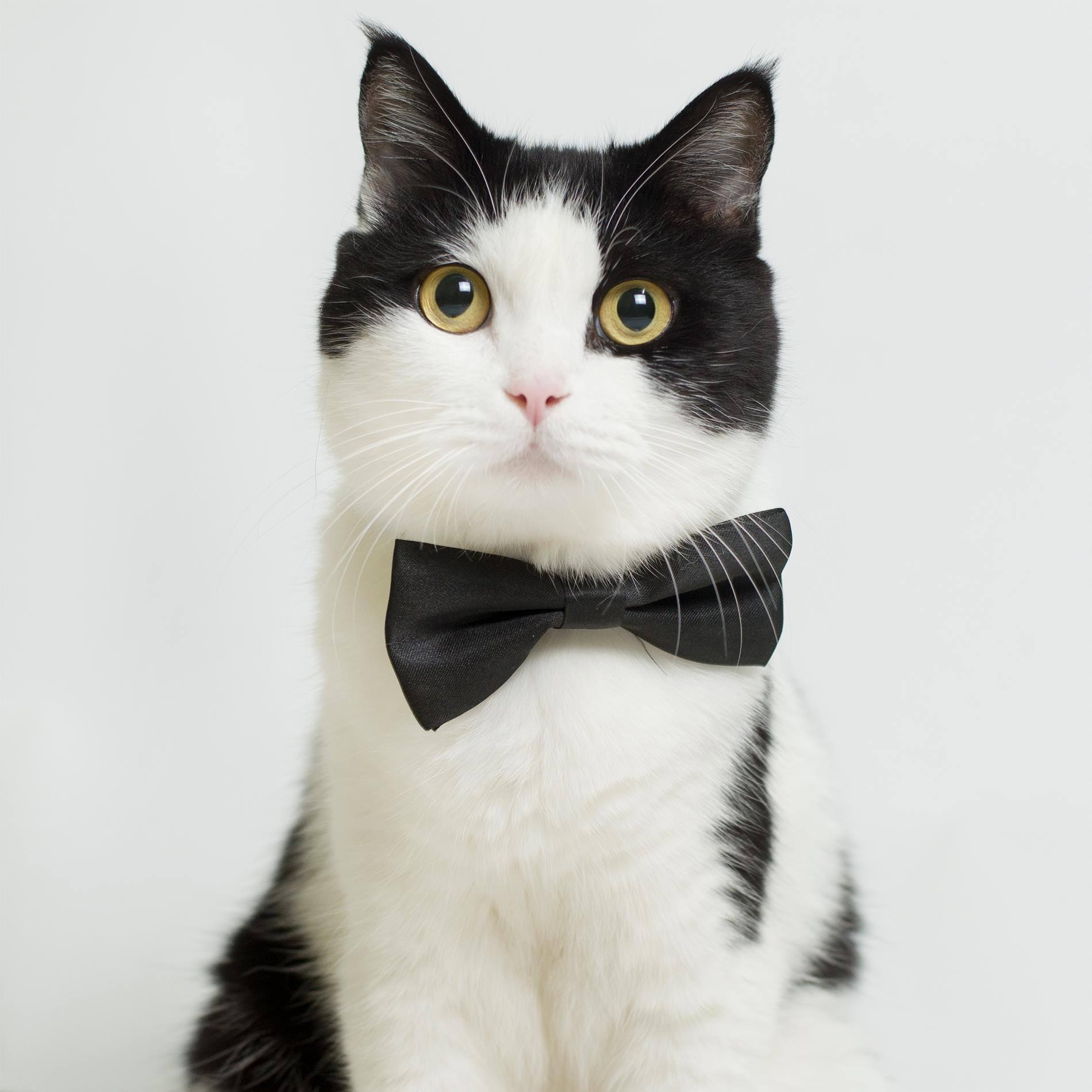 “See Cat แมว” เอาใจคนรักเหมียว-