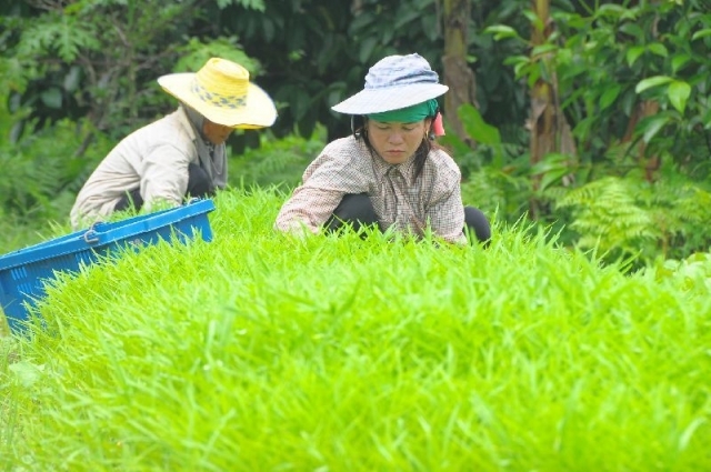 10 ปี กองทุน FTA 1,189 ล้านบาท เยียวยา “ใคร” ไปบ้าง?