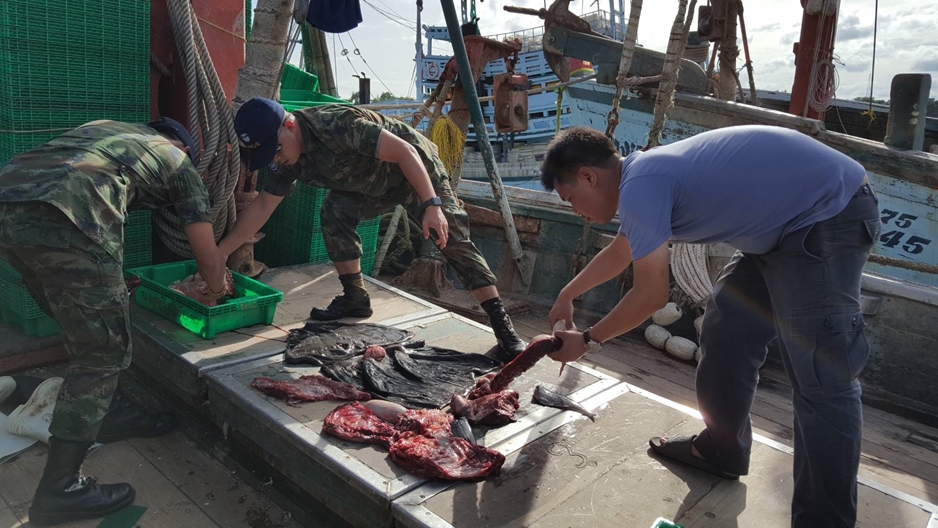 บุกยึดซากโลมาอิรวดี สัตว์สงวนหนักกว่า 30 กก. หลังเรือประมงประจวบฯ จับมาชำแหละกิน