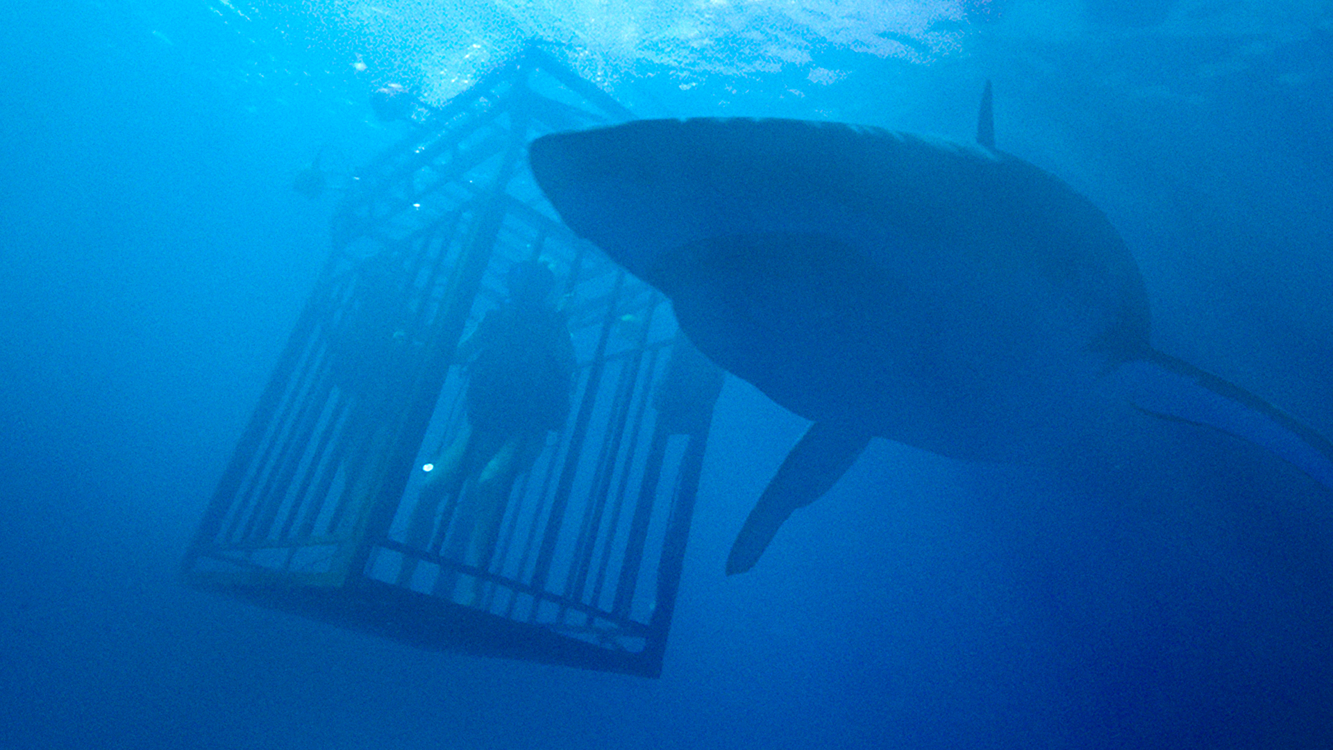 47 Meters Down อะไรก็เกิดขึ้นได้ใต้ทะเลลึก-