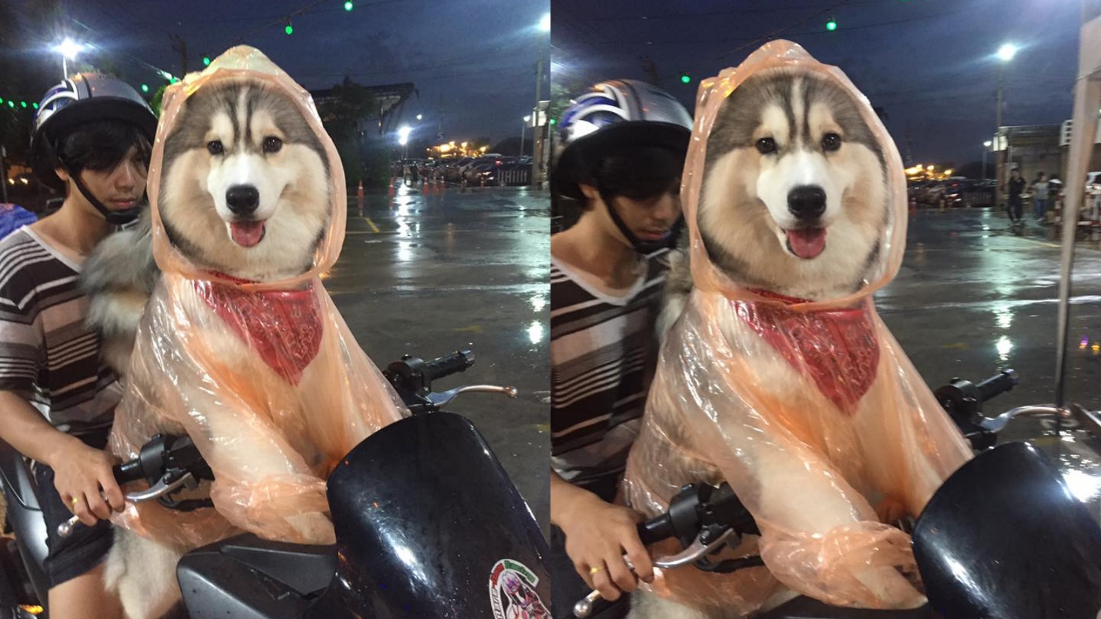 คอลเล็กชั่นหน้าฝน! แห่แชร์ภาพน้องหมาสุดน่ารัก ใส่ชุดกันฝนยืนบนมอ’ไซค์