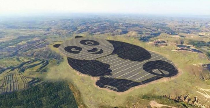 panda