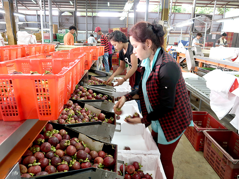 มังคุดภาคตะวันออก-ใต้ราคาดิ่งเหว! “ผลผลิตล้น-วิกฤตแรงงานขาด”กุมขมับทั้งห่วงโซ่