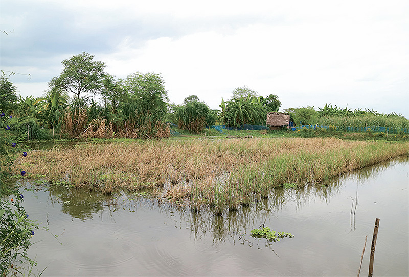 “1 ไร่ 1 แสน” เมืองนนท์ โอกาสรอดเกษตรกรยุคใหม่