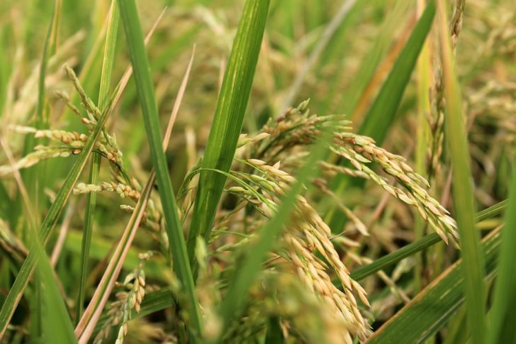 rice-planet-2366015_960_720