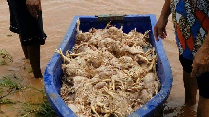 น้ำท่วมหล่มสักฉับพลัน! ย้ายไก่ 8,000 ตัวไม่ทัน จมน้ำตายยกฟาร์ม เสียหายราว 4 แสน