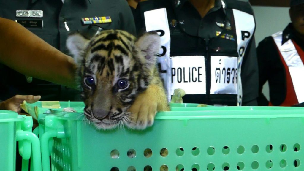 จับคนขับรถโดยสารขนลูกเสือโคร่ง 2 ตัวเข้ากรุงเทพฯ คาดมูลค่านับล้านบาท!