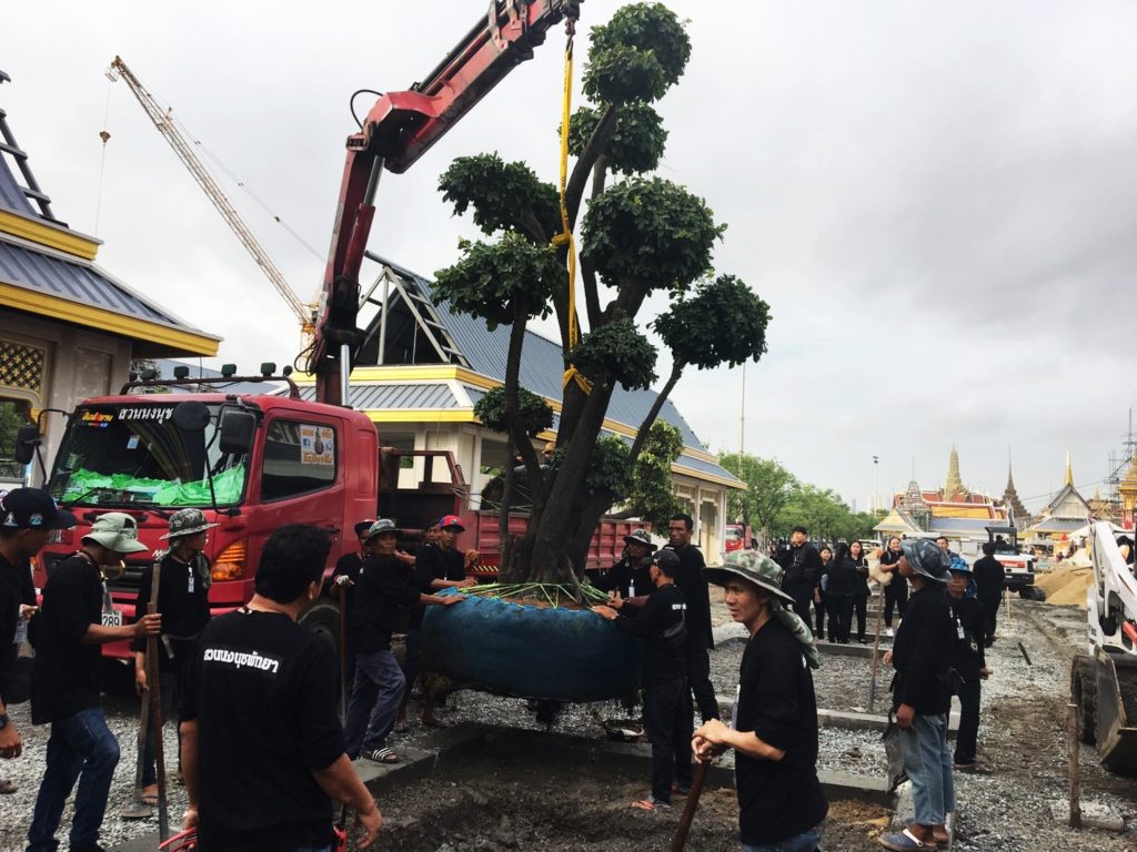 สวนนงนุชนำต้นไม้เข้าพื้นที่พระเมรุมาศวันแรก เริ่มด้วยต้นตะโก