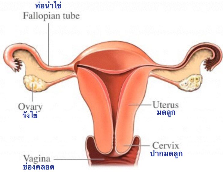 1 มะเร็งปากมดลูกป้องกันง่ายนิดเดียว แค่รู้จักตรวจ HPV DNA!!!