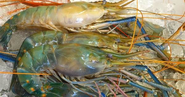ผลประกอบการดีขึ้น! ‘ไทยยูเนี่ยน’ ชี้กุ้ง-แซลมอน ตัวทำเงินไตรมาส3