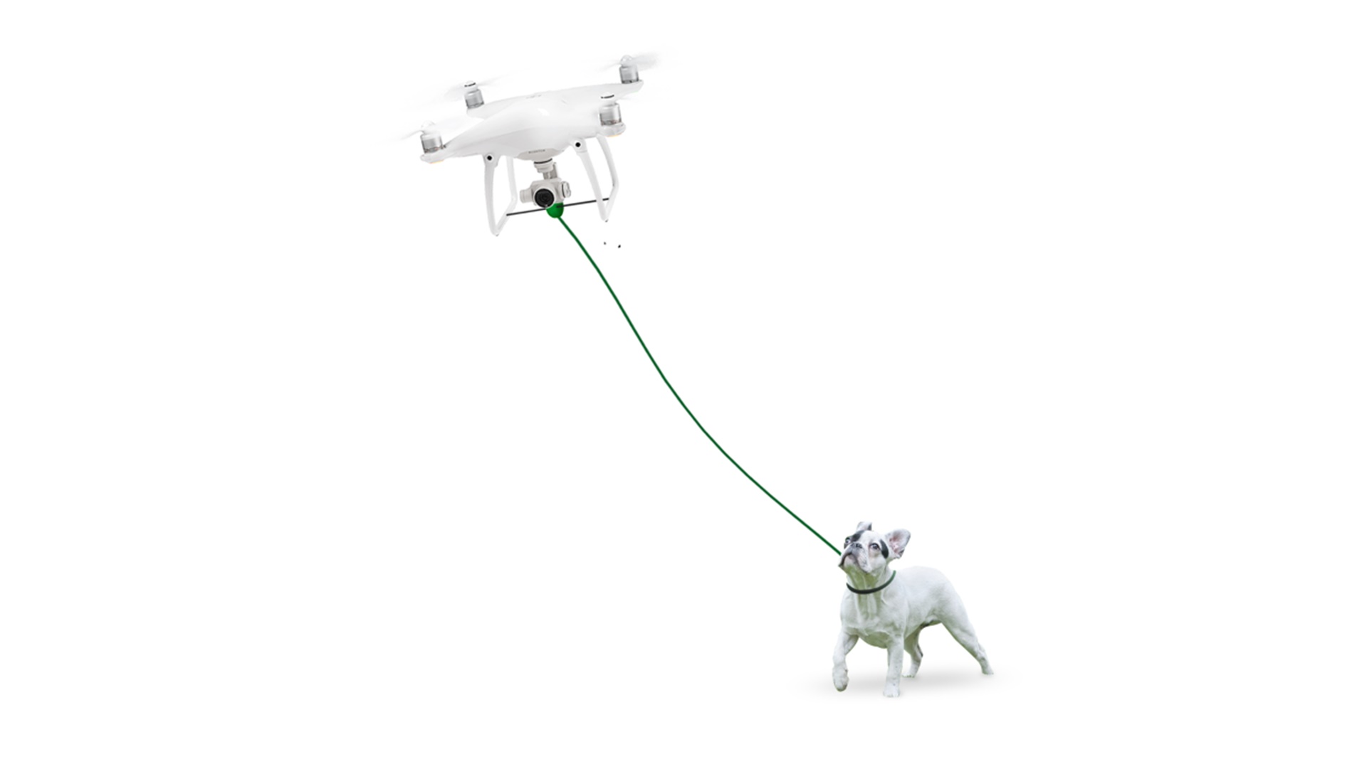 เอาใจคนรักสุนัข! “DJI Phantom 4 Dog Drone” โดรนนำทางเจ้าตูบไปเดินเล่น
