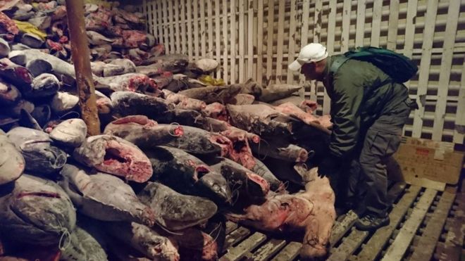 เอกวาดอร์จับกุมเรือประมงจีนจับปลาในหมู่เกาะกาลาปากอส อึ้งเจอซากฉลามบนเรือเพียบ!