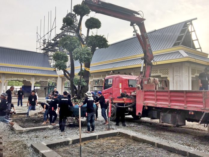 ‘สวนนงนุช’ นำต้นตะโกร้อยปี-ไม้มงคลประดับรอบพระเมรุมาศ
