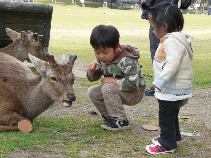 japan-1720019_960_720