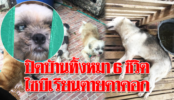 บุกบ้านช่วยหมา ชาวบ้านพบเจ้าของขังทิ้งในบ้าน 6 ชีวิต พบไซบีเรียนตายคาคอก