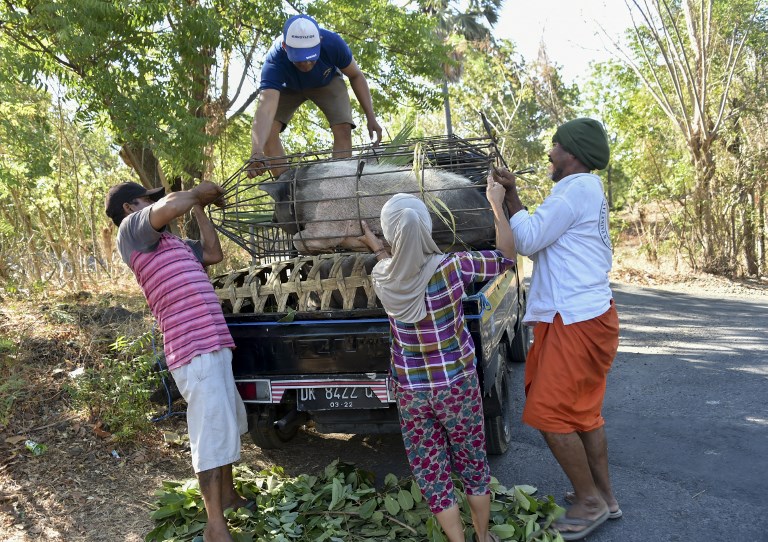 ชาวบ้านกังวลหนัก! อพยพหนีภัย”ภูเขาไฟ”ในบาหลีเเล้วเกือบ135,000คน เร่งขนปศุสัตว์ออกพื้นที่เสี่ยง