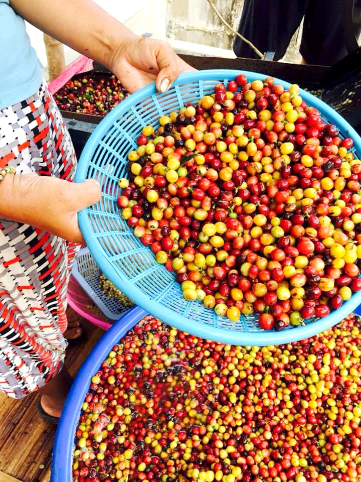 เชียงใหม่เป้า 5 ปีขึ้นแท่น “ฮับเมืองกาแฟ” ตลาดเติบโต 3 พันล้าน ดีมานด์อราบิก้าพุ่งหมื่นตัน-