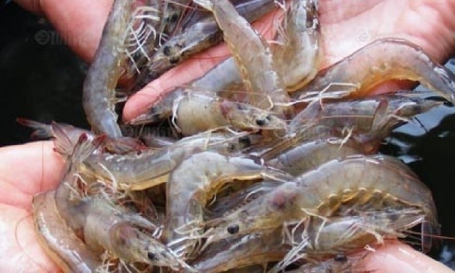 เกษตรกรเลี้ยงกุ้งจันทบุรีมั่นใจเดินหน้าเทคนิค 3 สะอาด ของซีพีเอฟ เพิ่มประสิทธิภาพ-ป้องกันโรค-ปลดหนี้ได้