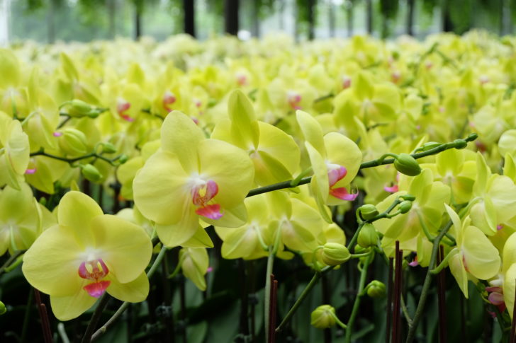 Phalaenopsis Orchid (3)