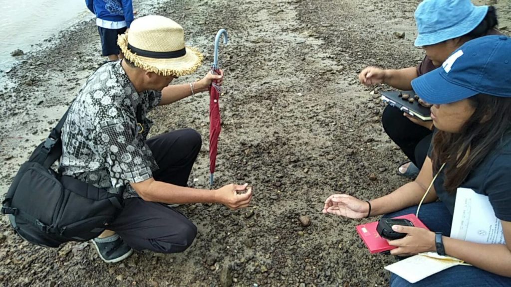 สำนักธรณีพบฟอสซิล หอยสองฝา-ฝาเดียว เพียบ ชายหาดกระบี่ คาดอายุกว่า 40 ล้านปี