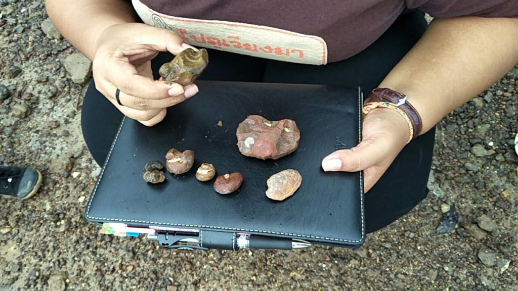 สำนักธรณีพบฟอสซิลหอยสองฝา-ฝาเดียว เพียบชายหาดกระบี่ คาดอายุกว่า 40 ล้านปี