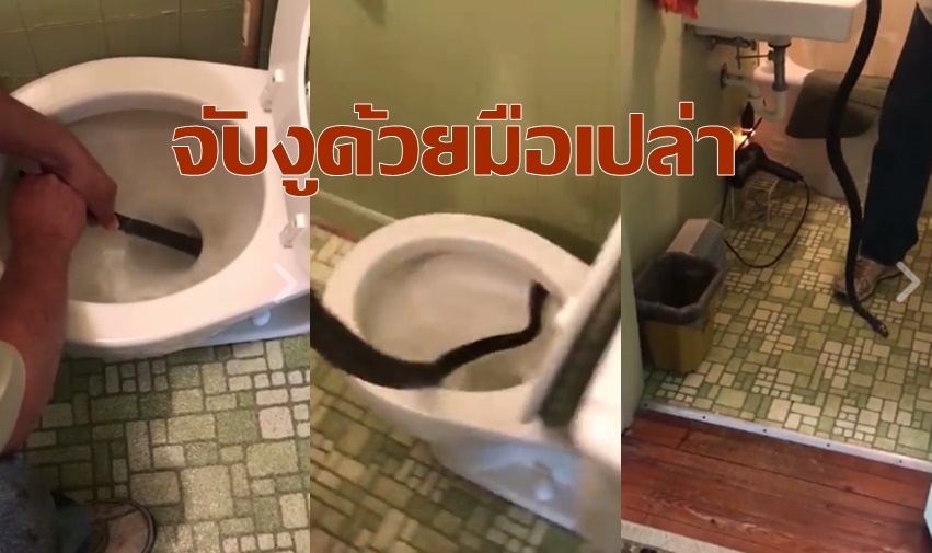 ห้ามเลียนเเบบ! ชมคลิป “จับงูด้วยมือเปล่าในชักโครก” วันเดียวยอดวิวทะลุ 14 ล้าน