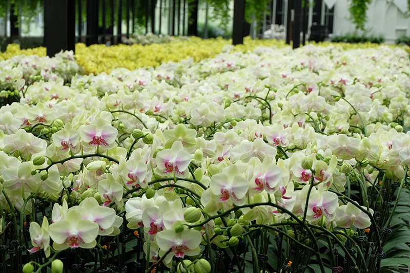 “ดาษดา” แสดงความอาลัย ร.9 จัดแสดงกล้วยไม้ “ฟาแลนอปซิสสีเหลือง”-