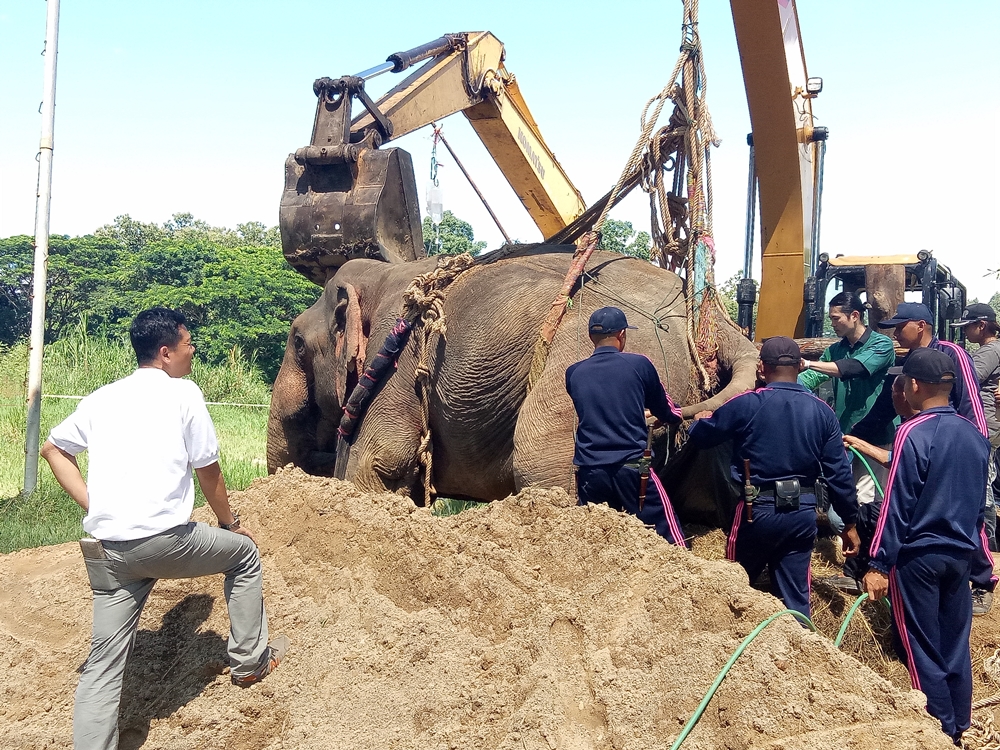 “พลายชมพู” ใช้งวงดูดน้ำ-พยายามใช้ขาหลังดันตัว แพทย์ขอดูอาการอย่างน้อย 5 วัน