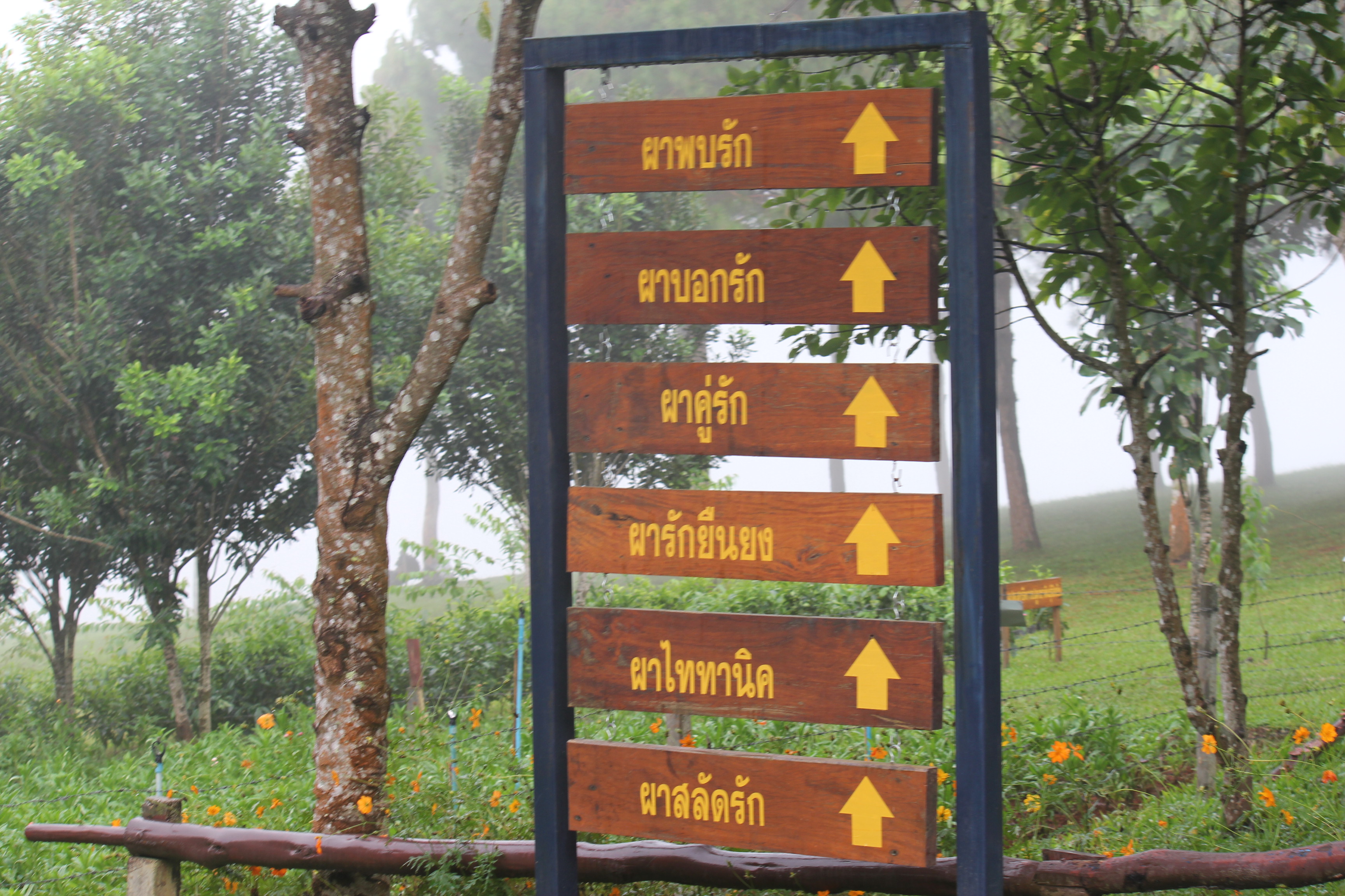 “ธรรมชาติสามัคคี” โครงการพัฒนาป่าไม้ตามแนวพระราชดำริภูหินร่องกล้า จ.พิษณุโลก