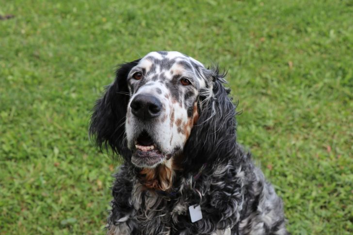 english-setter-2820126_1920