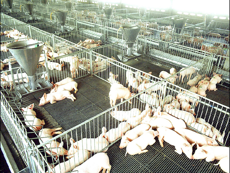 สมาคมหมูระบุหมูเป็นราคาตก เหตุบริโภคลด ชี้เกษตรกรหวั่นหมูสหรัฐฯตีตลาดเริ่มทยอยเลิกเลี้ยง