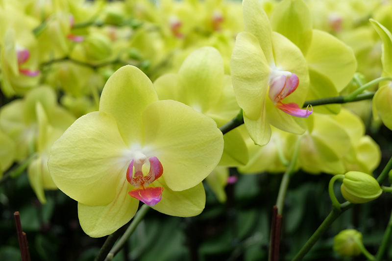 “ดาษดา” แสดงความอาลัย ร.9 จัดแสดงกล้วยไม้ “ฟาแลนอปซิสสีเหลือง”