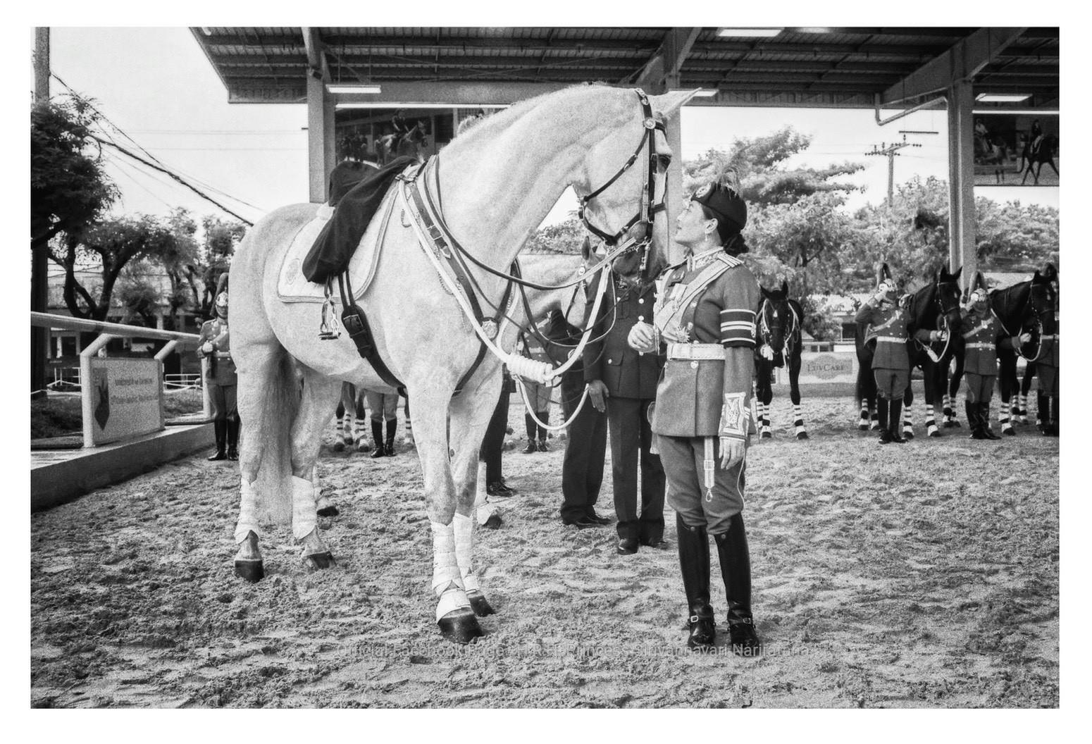 “เว-คาลาตา” ม้าทรงประจำพระองค์หญิงสิริวัณณวรีฯ ในริ้วขบวนที่ 6