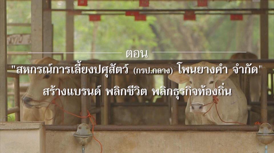 สารคดี เสียงจากแผ่นดิน EP2 ตอน 05 ตอน สหกรณ์การเลี้ยงปศุสัตว์ (กรป. กลาง) โพนยางคำ จำกัด สร้างแบรด์ พลิกชีวิต พลิกธุรกิจท้องถิ่น ต้นแบบสหกรณ์ มาตรฐานสากล