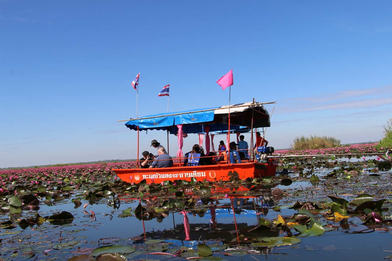 อุดรฯจัดเรือ 465 ลำ ต้อนรับนักท่องเที่ยวชมความงามทะเลบัวแดง