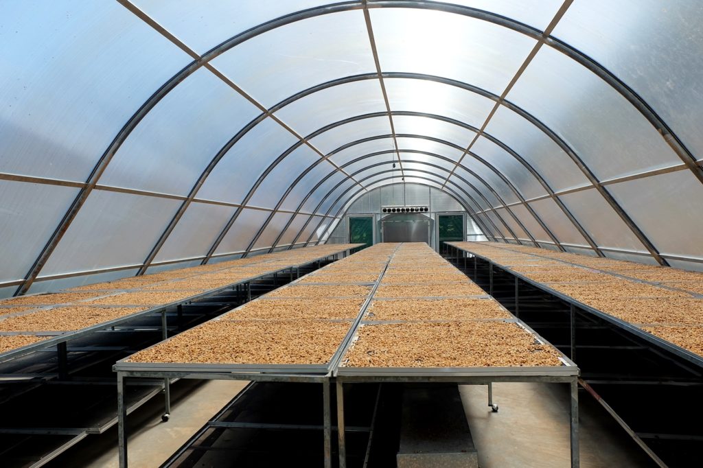 กาแฟถ้ำสิงห์ชุมพร โกย60ล้าน ใช้โรงอบแสงอาทิตย์