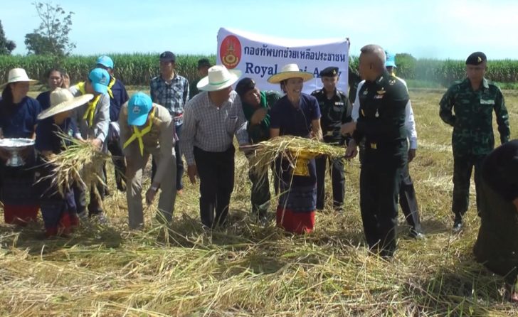 กองพันทหารพัฒนาที่ 2 ลงพื้นที่แปลงนา 9 ไร่ ร่วมลงแขกช่วยชาวบ้านเกี่ยวข้าว
