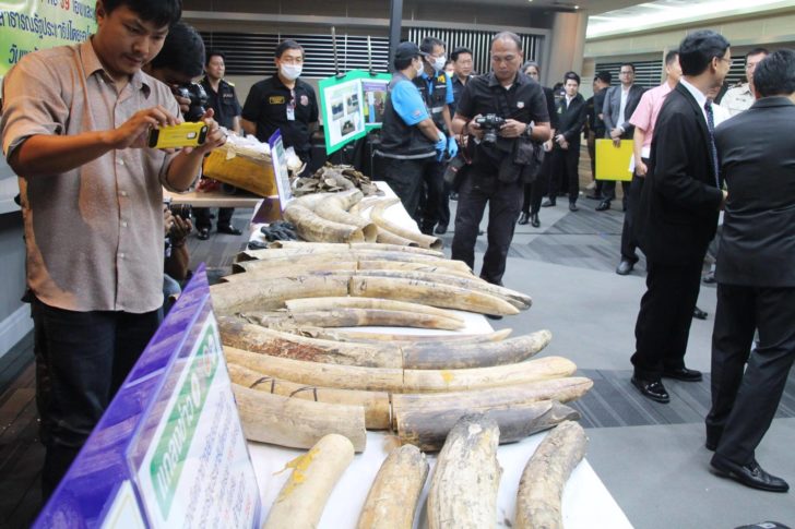 ศุลกากรยึดงาช้างกว่า11ล้านบาท คาสุวรรณภูมิ ส่งขึ้นเครื่องจากคองโก สำแดงเท็จเป็นกระเพาะปลา