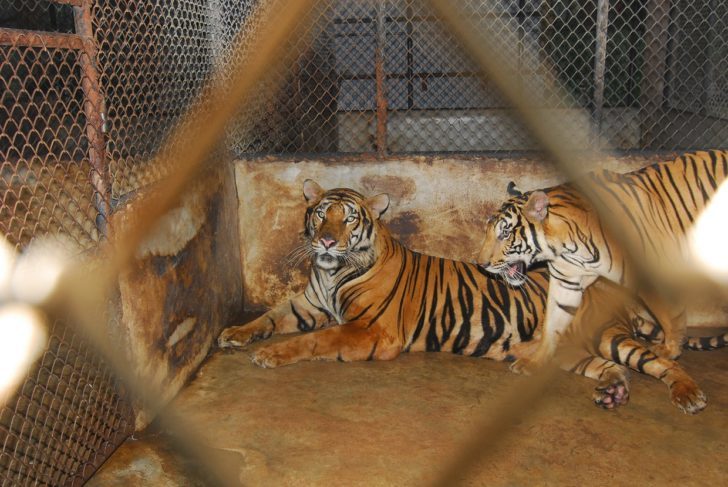 Indochinese tiger in cages, Pattaya, Thailand