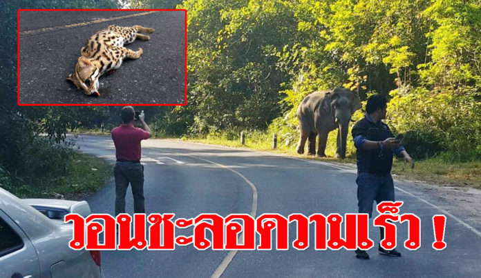 กลุ่มอนุรักษ์เขาใหญ่ วอนนักท่องเที่ยวชะลอความเร็วในพื้นที่อุทยาน หลังพบสัตว์ป่าถูกชนมากขึ้น