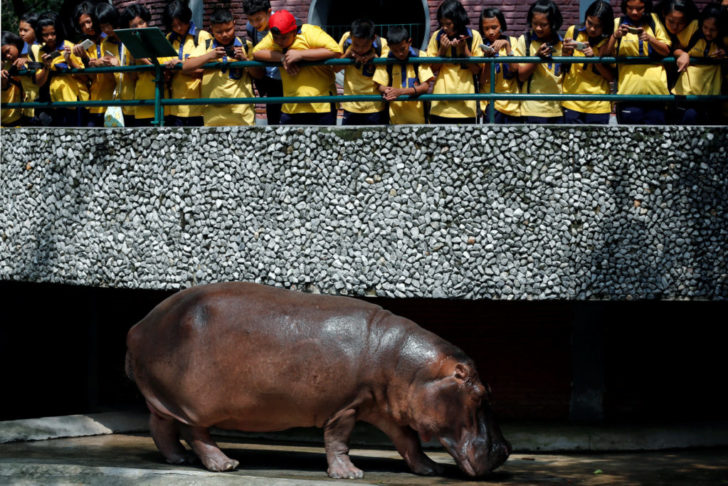 A female hippopotamus named
