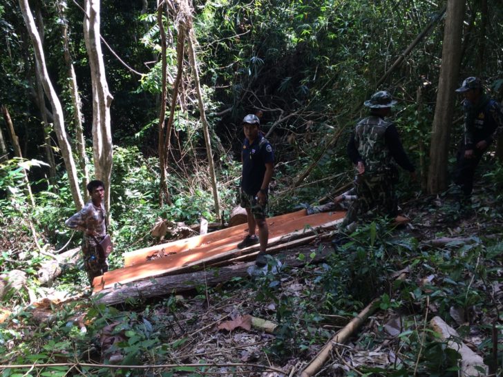 อุทยานฯ ยึดไม้ใหญ่บน “เกาะพีพี” ถูกลอบตัด-แปรรูป ระดมโค่นสวนยางรุกป่า 7 ไร่