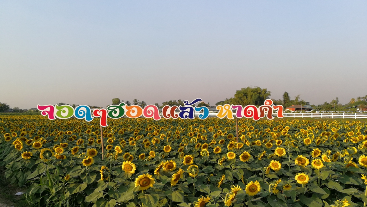 สายเซลฟี่อย่ารอช้า! เทศบาลตำบลหาดคำ จ.หนองคาย ชูทุ่งดอกทานตะวันแหล่งเที่ยวใหม่รับวาเลนไทน์