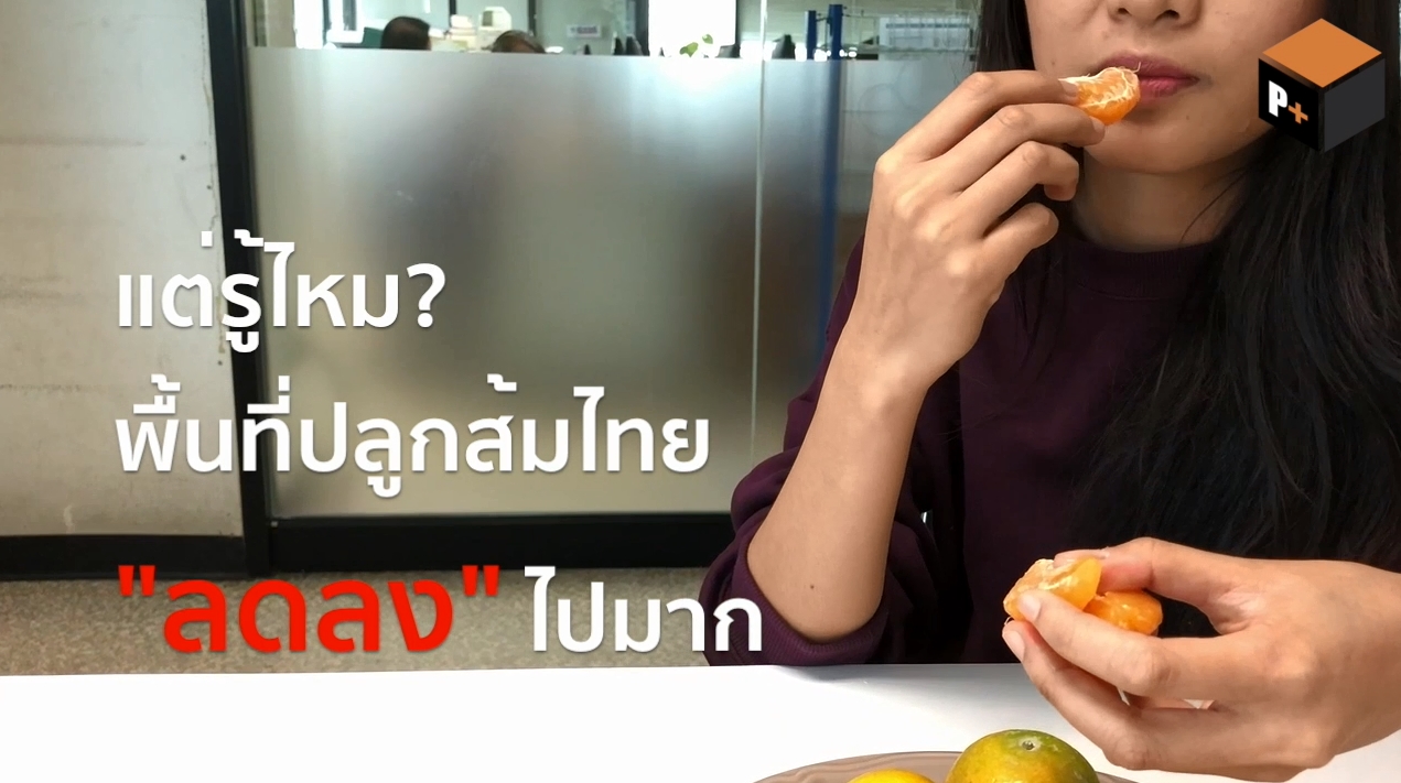 “ส้มไทย” หืดขึ้นคอ! พื้นที่ปลูกทั่วประเทศลดฮวบ สารพัดปัญหารุมเร้าเกษตรกร (ชมคลิป)