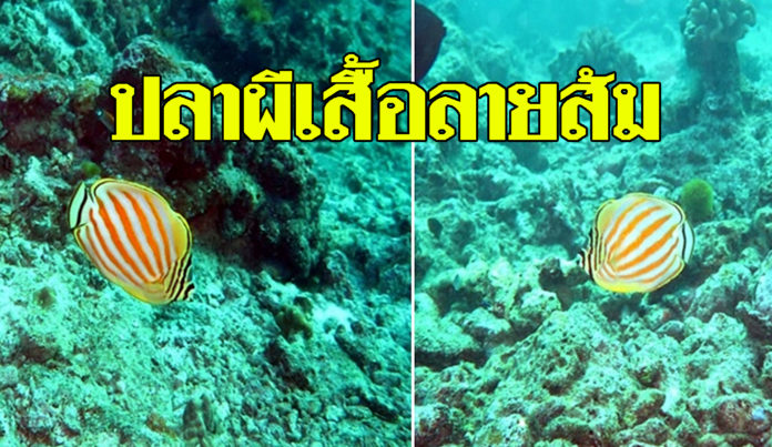 พบ “ปลาผีเสื้อลายส้ม” ครั้งแรกในประเทศไทย ที่เกาะสิมิลัน เชื่อผลดีจากปะการังฟื้นตัว