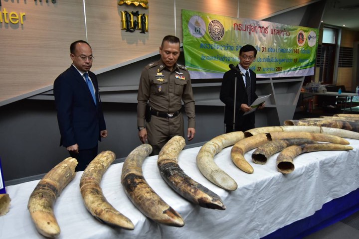 ยึดงาช้าง 3 กิ่ง 31 ท่อนจากแอฟริกา ส่งผ่านไทยไปจีน