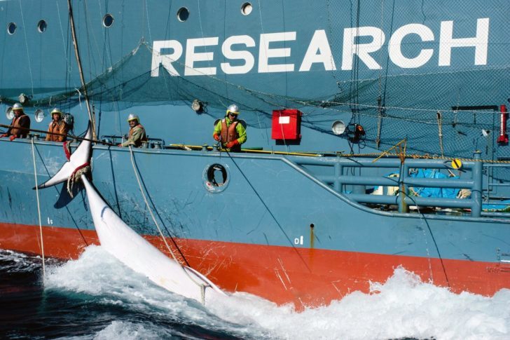 la-ed-whaling-japan-20140403-001-728x485