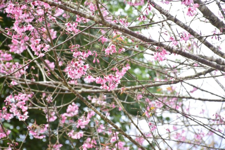 ซากุระเมืองไทยที่ภูลมโลเริ่มบานรับปีใหม่-อุทยานฯคาดอีก 2 สัปดาห์บานเต็มที่